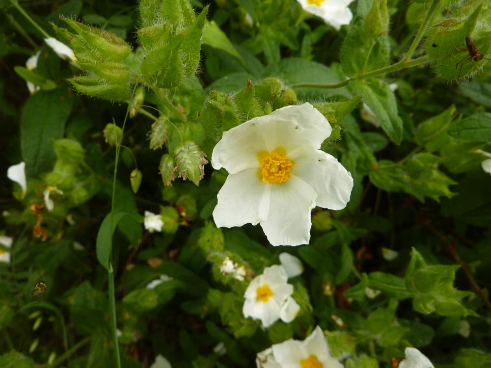 Spagna: Cistus psilosepalus