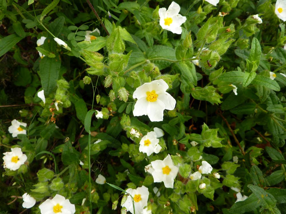 Spagna: Cistus psilosepalus