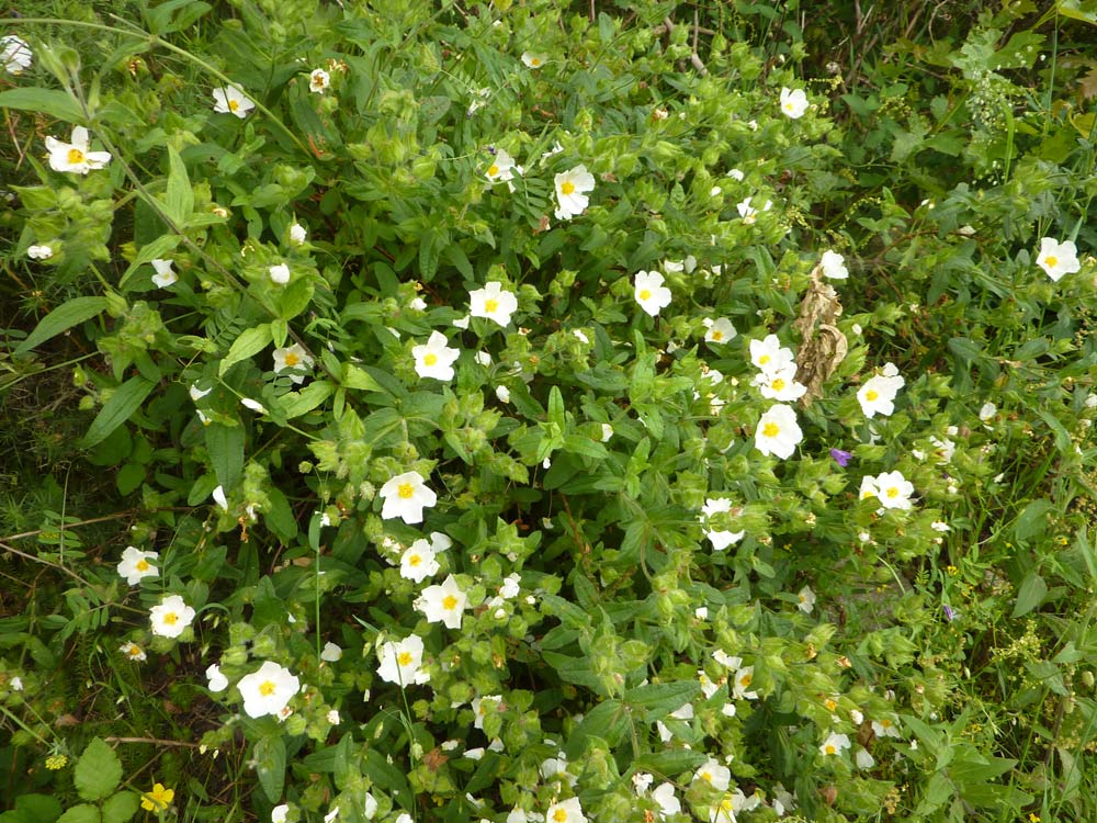 Spagna: Cistus psilosepalus