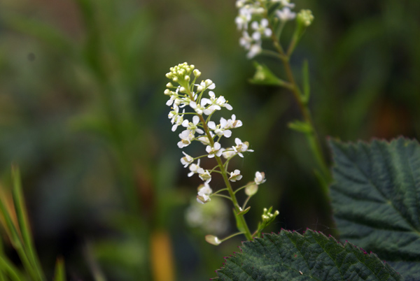 Sull''argine dell''Elvo - Lepidium virginicum