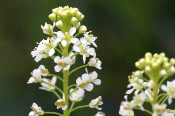Sull''argine dell''Elvo - Lepidium virginicum