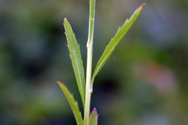 Sull''argine dell''Elvo - Lepidium virginicum