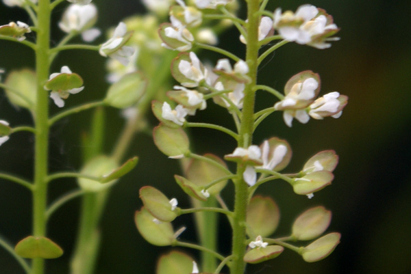 Sull''argine dell''Elvo - Lepidium virginicum