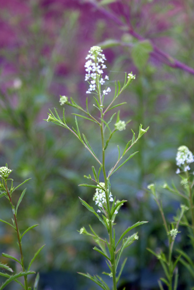 Sull''argine dell''Elvo - Lepidium virginicum