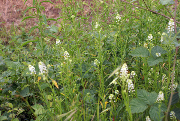 Sull''argine dell''Elvo - Lepidium virginicum