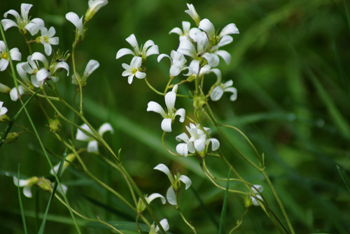 sulle Prealpi biellesi - Cerastium sp.