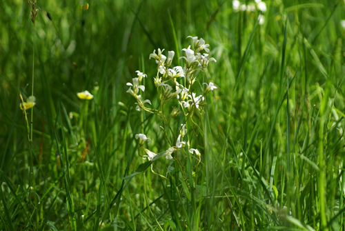 sulle Prealpi biellesi - Cerastium sp.