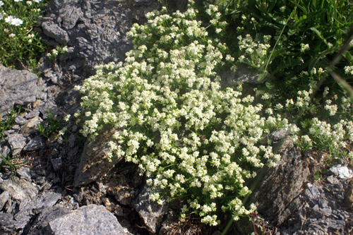 Galium pusillus