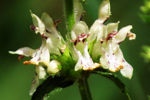 Stachys recta