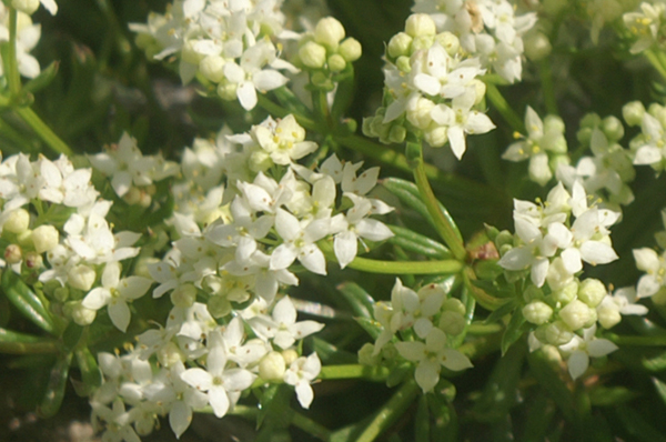 Galium pusillus