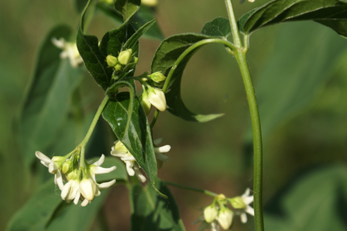 Vincetoxicum hirundinaria / Vincetossico comune