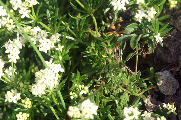 Galium pusillus