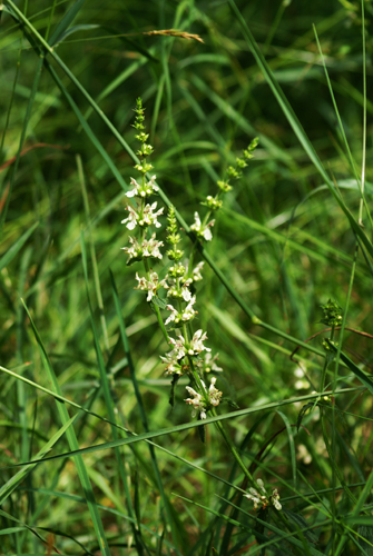 Stachys recta