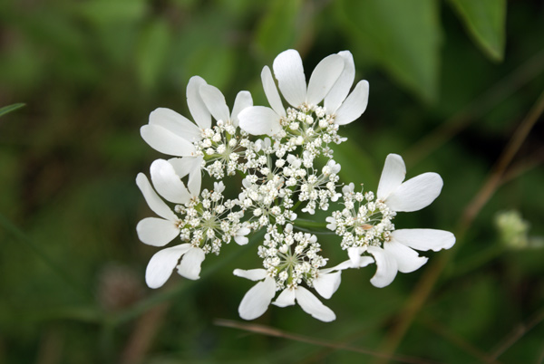 Orlaya grandiflora