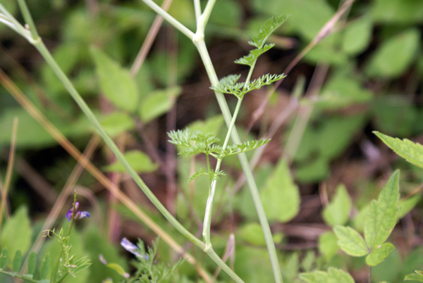 Orlaya grandiflora