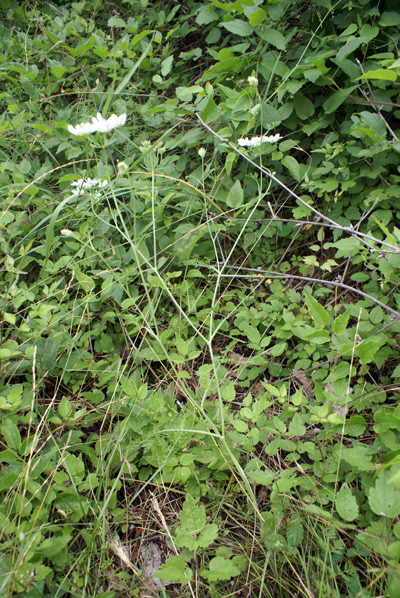 Orlaya grandiflora