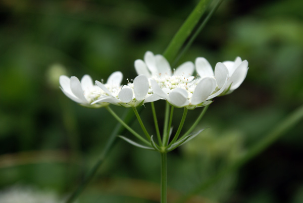 Orlaya grandiflora