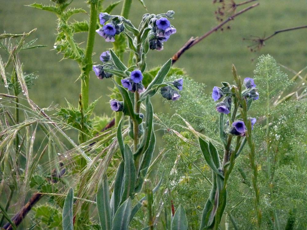 Cynoglossum creticum
