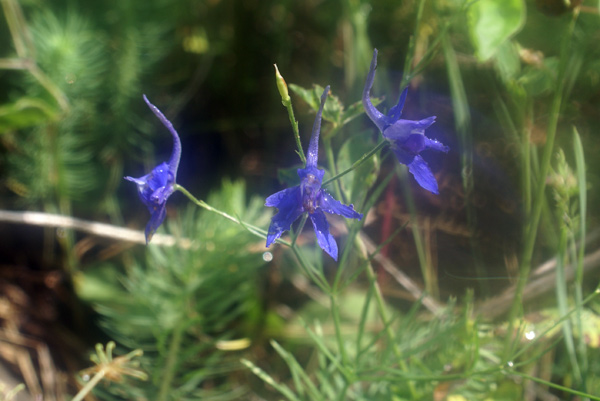 Colline lunigiane - Consolida regalis