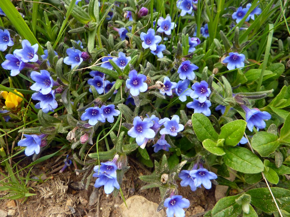 da determinare - Boraginacea