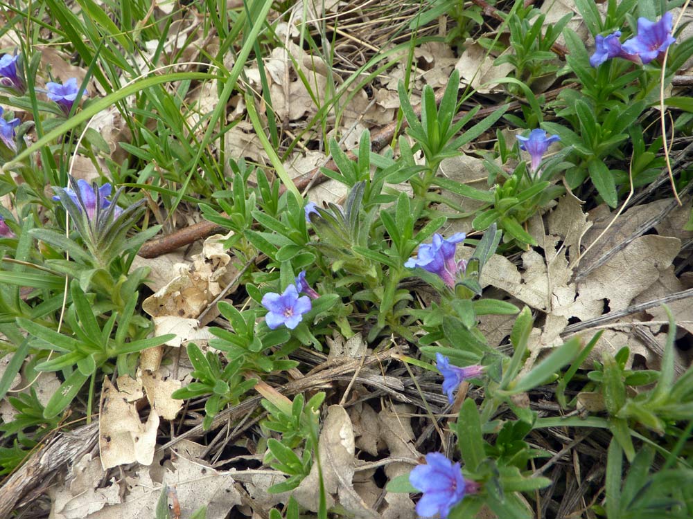 da determinare - Boraginacea