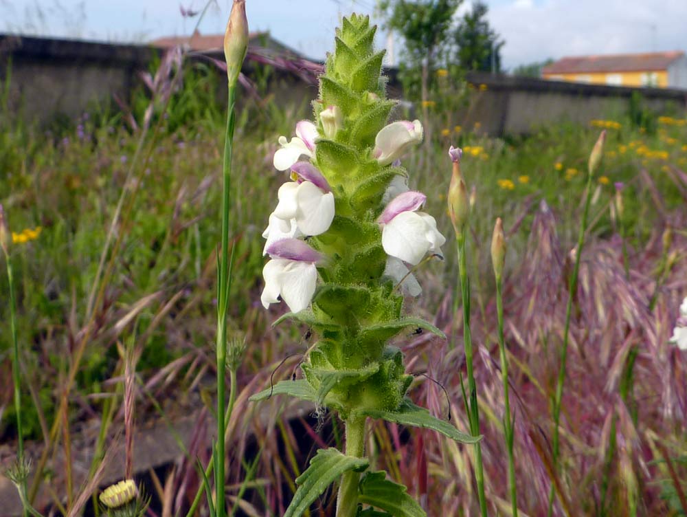 Bartsia trixago