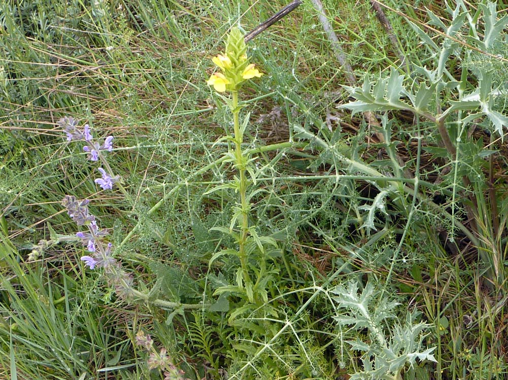 Bartsia trixago