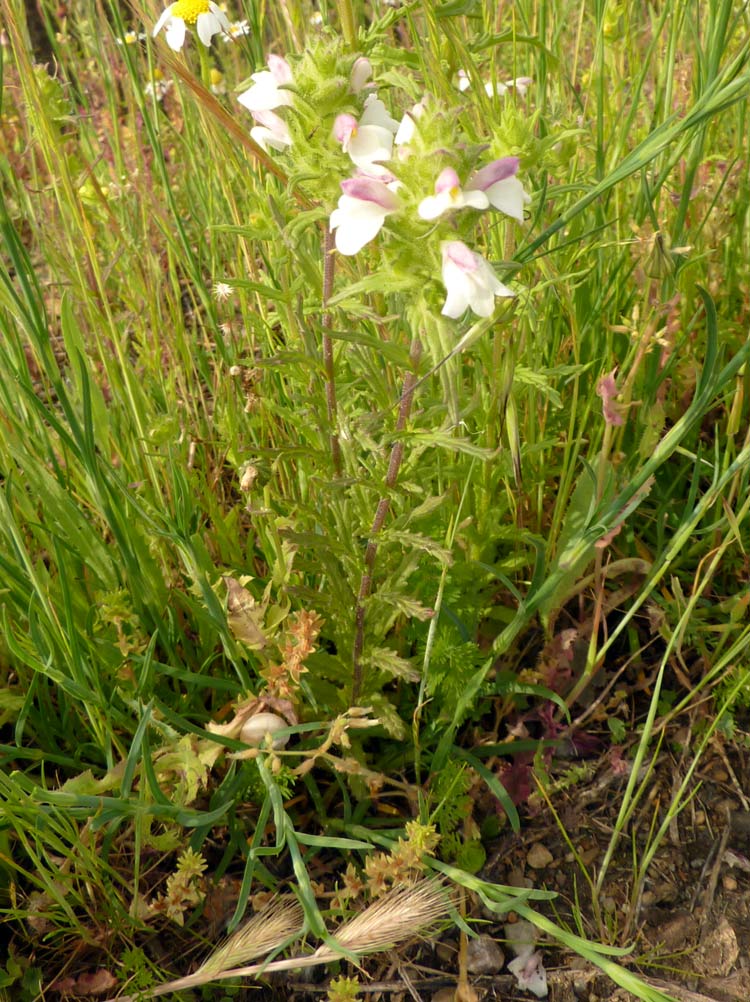 Bartsia trixago