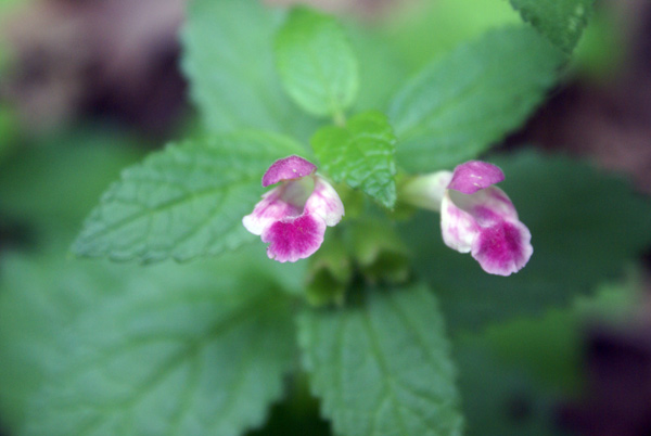 boschi della Cisa - Melittis Melissophyllum