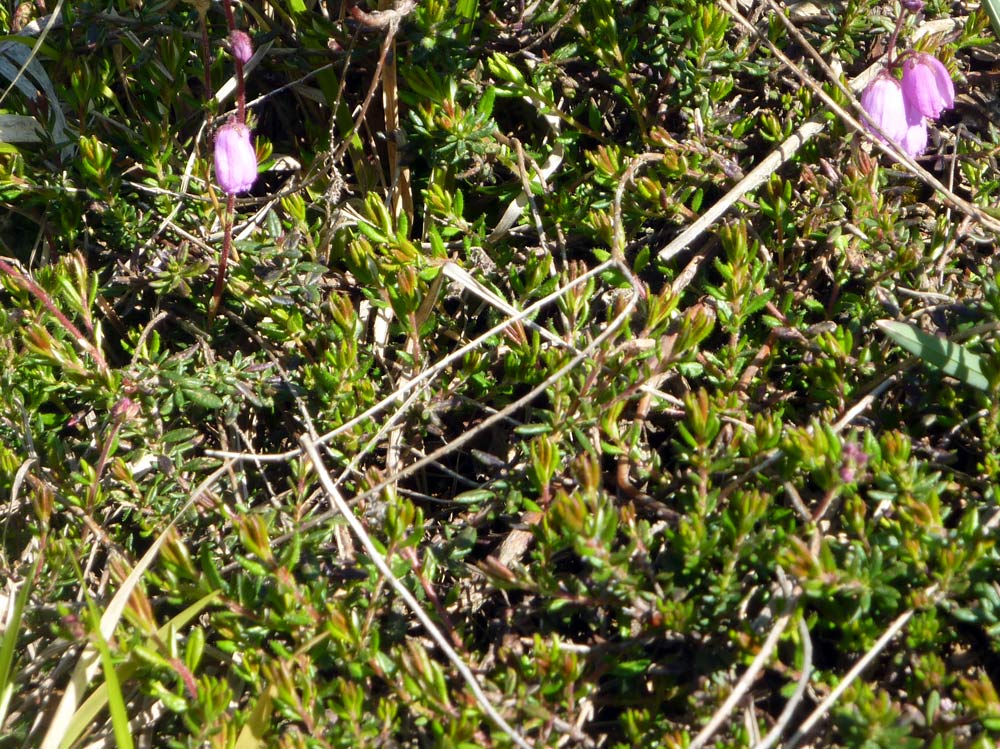 Daboecia cantabrica
