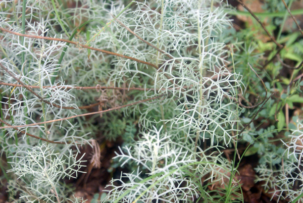 Artemisia cfr.alba