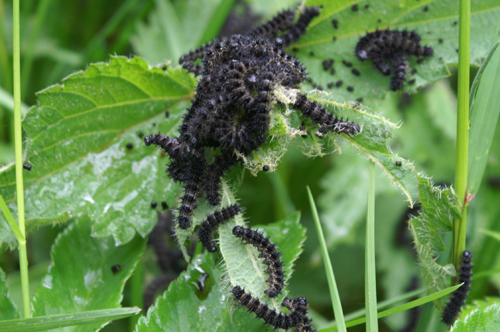 Bruchi di Aglais urticae
