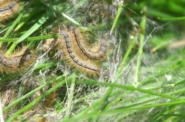 bruco di Malacosoma alpicolum