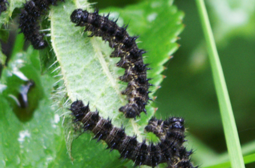 Bruchi di Aglais urticae