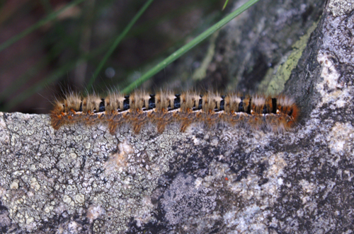 Lasiocampa quercus