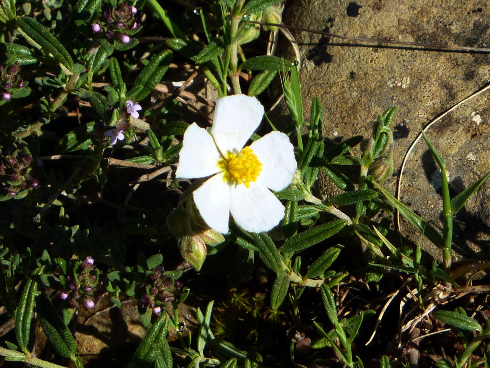 Spagna - Helianthemum cfr. apenninum