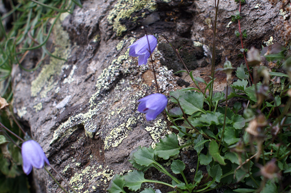 Campanula cochleariifolia / Campanula dei ghiaioni