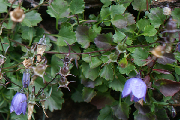 Campanula cochleariifolia / Campanula dei ghiaioni