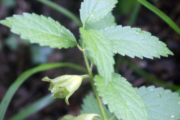 Melittis melissophyllum, sfiorita