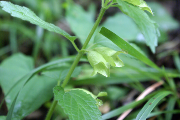 Melittis melissophyllum, sfiorita