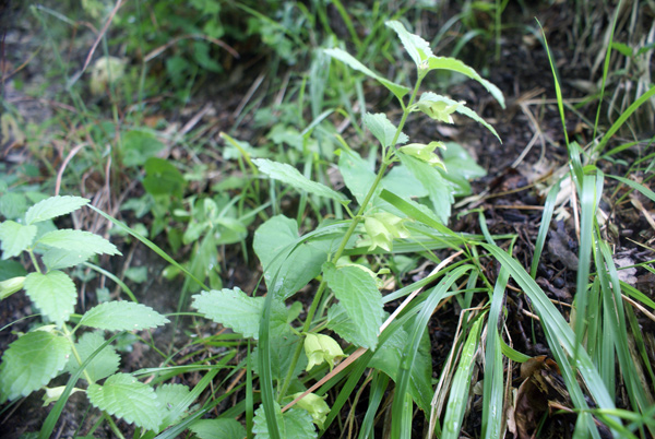 Melittis melissophyllum, sfiorita