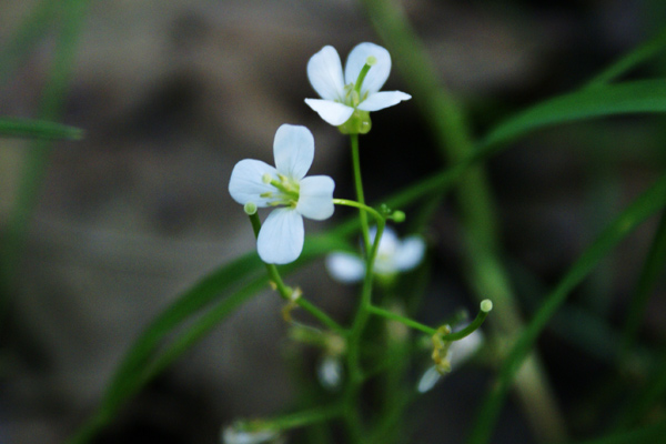 Cardamine pratensis