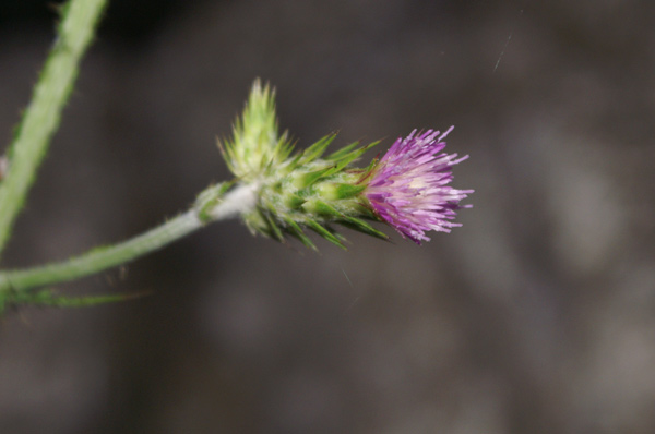 Carduus pycnocephalus / Cardo saettone