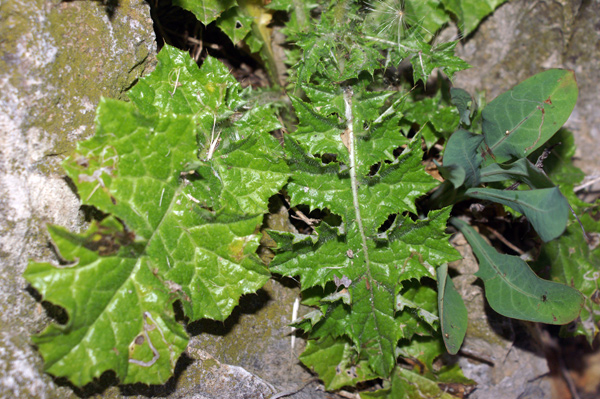 Carduus pycnocephalus / Cardo saettone