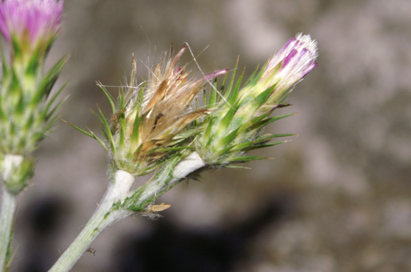 Carduus pycnocephalus / Cardo saettone