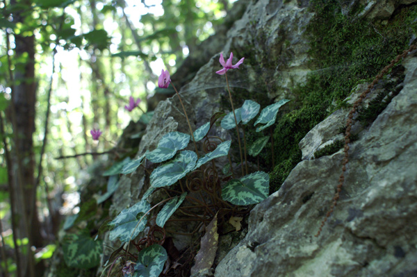 Cyclamen purpurascens