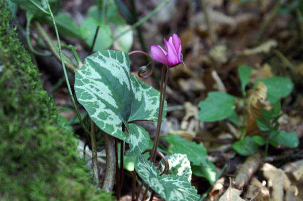 Cyclamen purpurascens
