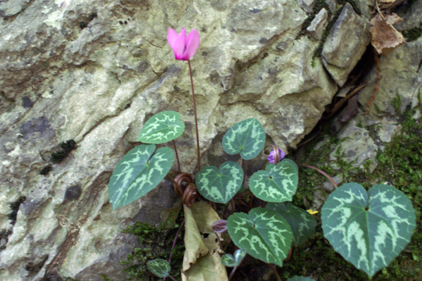 Cyclamen purpurascens