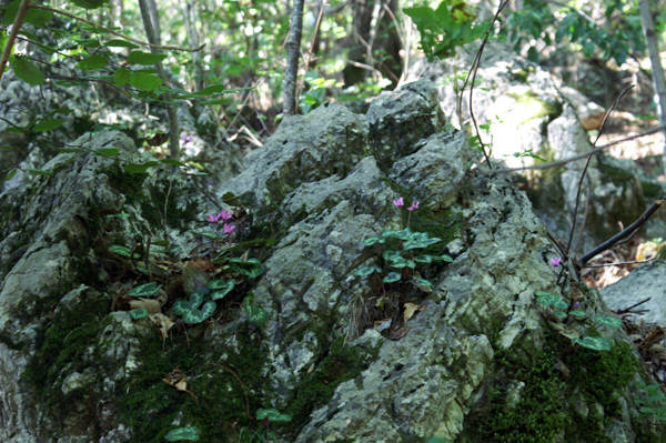 Cyclamen purpurascens