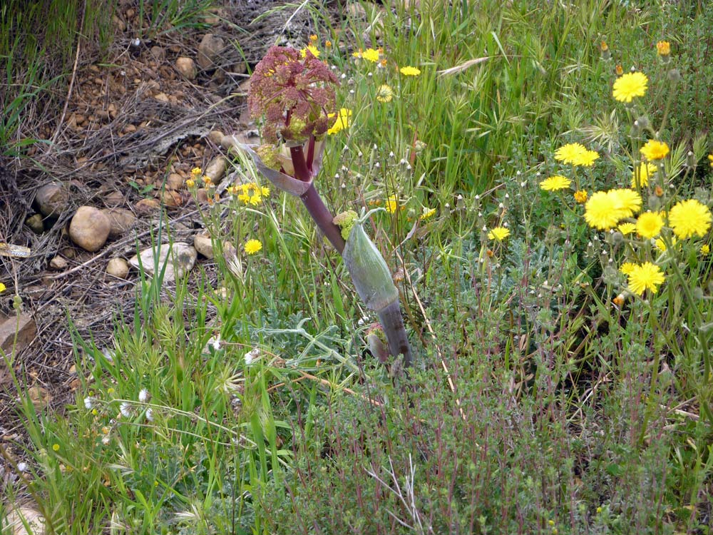 Ferula cfr. communis